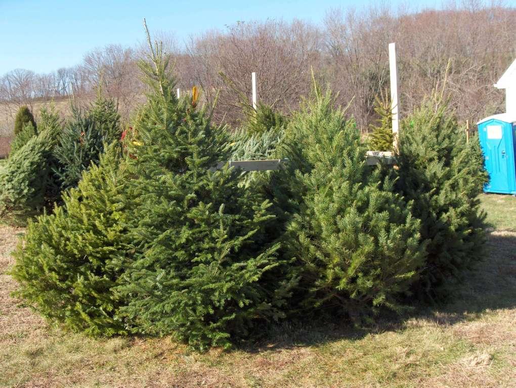 Tree selection / FreshCuts.JPG